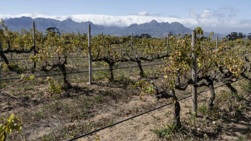 Wine growers &lsquo;on tip of Africa&rsquo; race to adapt to climate change