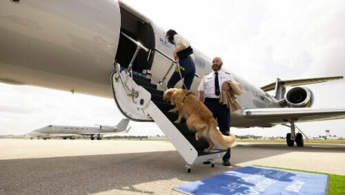Bark Air set for launch, will offer $8,000 flights for dogs