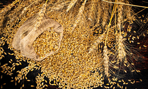 Wheat: executing a flawed policy poorly Wheat: executing a flawed policy poorly