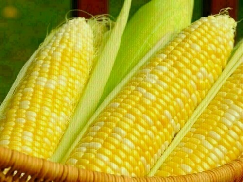 South Korean firm tenders for up to 70,000 T corn, traders say