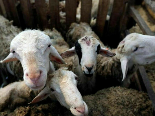 Australia to ban controversial live sheep exports by sea from May 2028