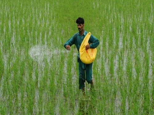 کھاد پر سبسڈی کا چیلنج