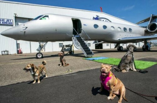 In pictures: Bark Air set to launch with $8,000 flights for dogs