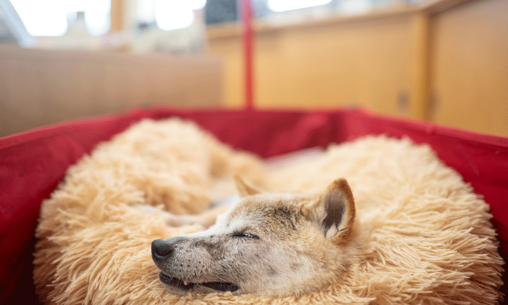 Japanese dog of &lsquo;Doge&rsquo; meme fame dies