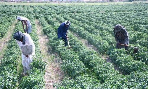 کسانوں نے زرعی شعبے کے لئے &rsquo;فکسڈ ٹیکس نظام&lsquo; کی تجویز پیش کردی