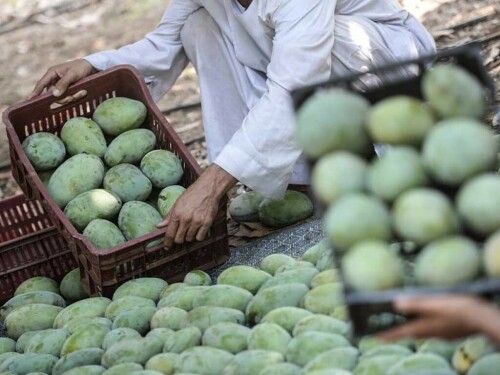 Pakistan farmers pin poor mango crop on climate change