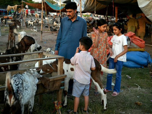 Truckload of sacrificial goats robbed in Karachi