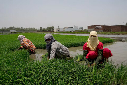 After electoral setback, Modi may be forced to amend India&rsquo;s food policy