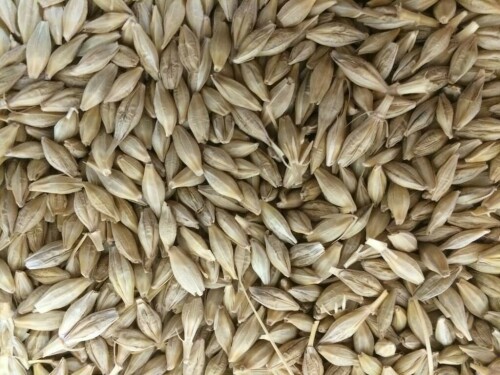 Jordan tenders to buy up to 120,000 metric tons feed barley, traders say