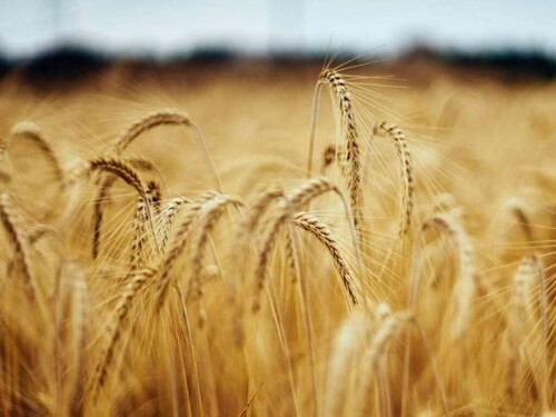 Jordan issues tender to buy 120,000 T of wheat, traders say
