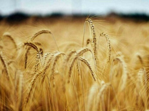 China summer wheat output rise 2.7%, escapes drought damage
