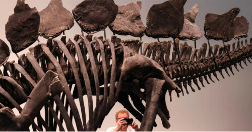 Dinosaur skeleton breaks auction record with $44.6mn sale in New York