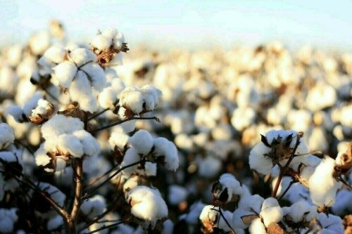 کاٹن جننگ انڈسٹری کیلئے ٹی اینڈ ٹی سسٹم متعارف کرانے کا فیصلہ
