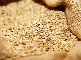 Wheat most important food commodity, govt told