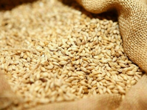 France sees 25% drop in 2024 soft wheat crop after relentless rainfall