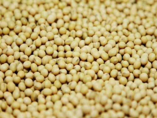 Soybeans, corn gain on signs of better demand