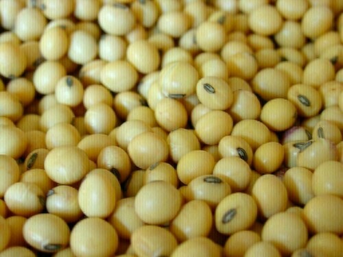 Soybeans ease from two-week high; corn, wheat down on supply pressure