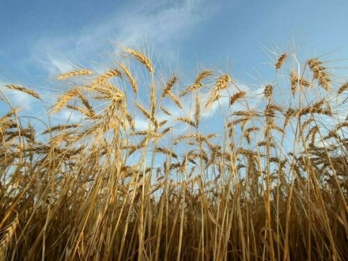Wheat, corn and soy take breather after short-covering rally
