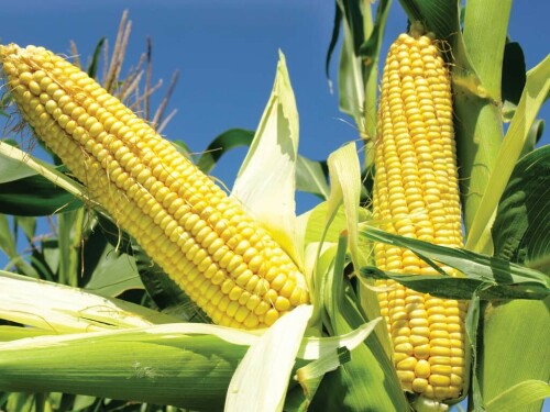 Wheat, corn and soy slip after rally but all head for weekly gains Wheat, corn and soy slip after rally but all head for weekly gains