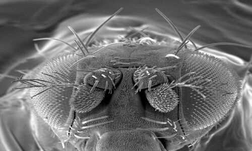 Scientists map fruit fly brain in neurobiological milestone Scientists map fruit fly brain in neurobiological milestone
