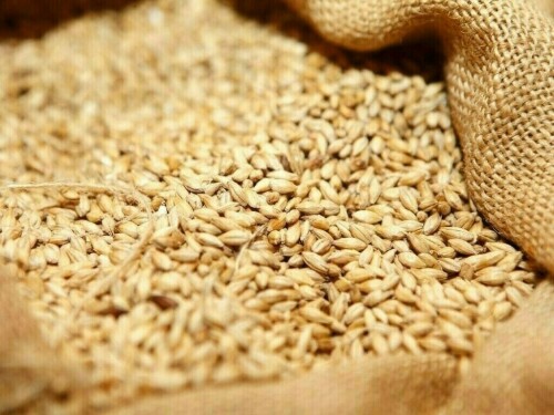 Wheat climbs to one-week high as dryness hits crops Wheat climbs to one-week high as dryness hits crops