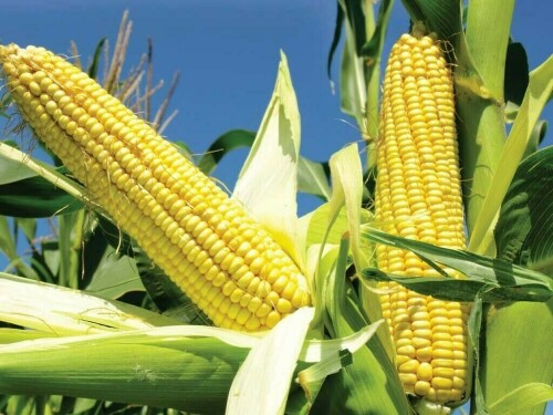 Corn edges higher after big US export sales