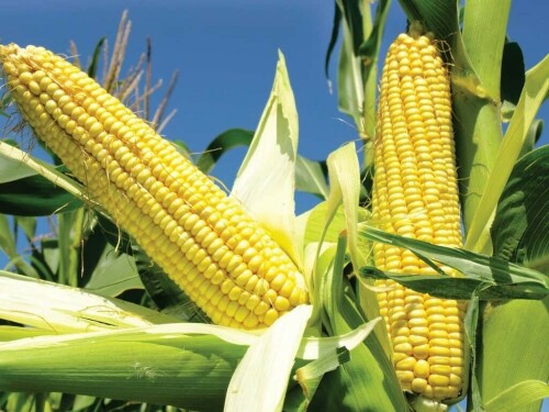 Corn, soybeans ease after export-driven rally