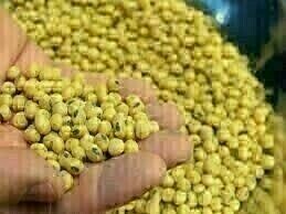 Chicago soybeans shed gains on harvest pressure