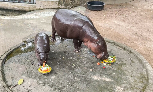 Thai baby hippo Moo Deng &lsquo;predicts&rsquo; US election win for Trump