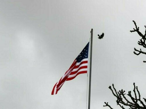 Yields hold near multi-month highs after Trump victory