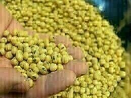 Trump-sparked soyoil rally pushes soybeans towards weekly gain