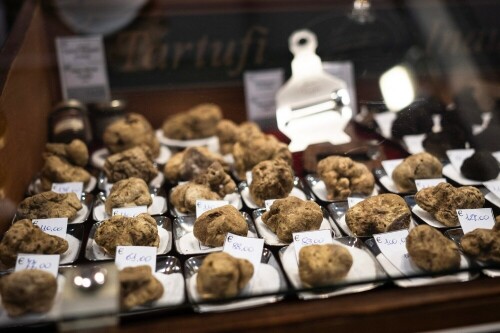 White truffles, Italy&rsquo;s gold, menaced by climate change