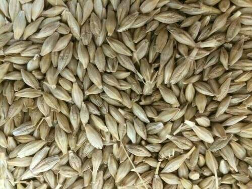 Jordan tenders to buy up to 120,000 metric tons feed barley, traders say