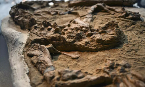 Peru scientists unveil crocodile fossil up to 12 million years old