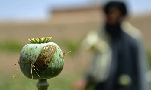 100 people arrested for growing poppy in Afghanistan: police