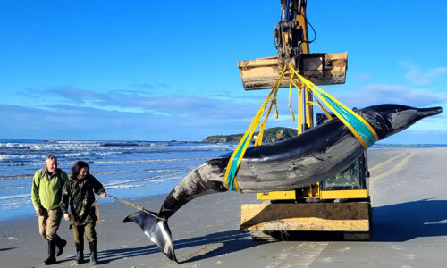 New Zealand scientists dissect world&rsquo;s rarest whale