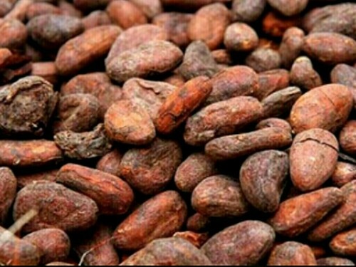 Ivory Coast 2024/25 cocoa arrivals up 34% as of Dec. 1