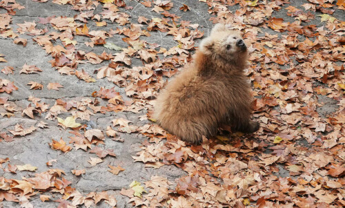 Shanghai bear cub Junjun becomes breakout star