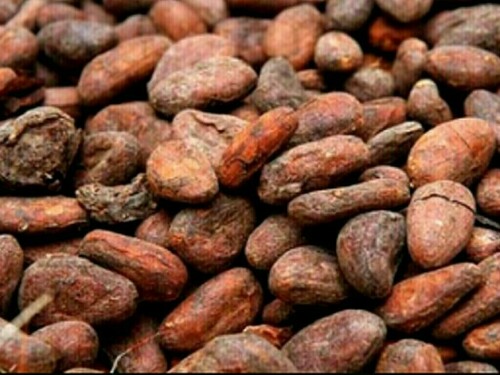 Ivory Coast 2024/2025 cocoa arrivals up 32.8% as of Dec. 15