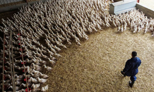 France says bird flu-free after month without outbreaks