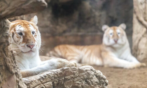 At a Thai zoo, wide-eyed, golden tigresses become social media stars