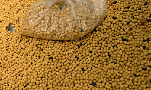 soybeans rises, but suspension on some Brazilian cargoes to China weighs