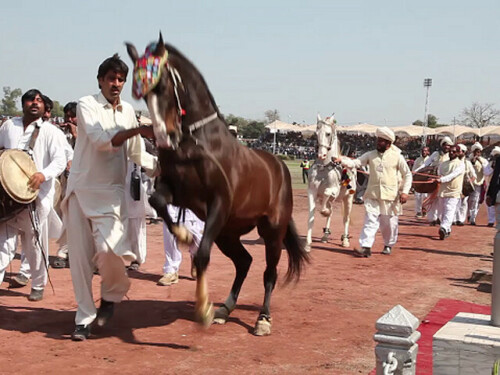 Horse & Cattle Show to start on Feb 8