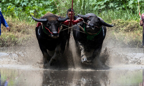 Pakistan to export 100,000 metric tons of water buffalo meat to Indonesia Pakistan to export 100,000 metric tons of water buffalo meat to Indonesia