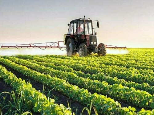 Experts advocate hybrid maize over GM crops