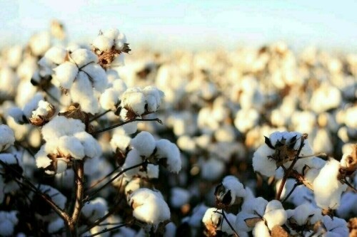 Moderate activity on cotton market