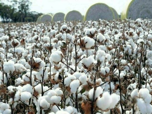Steady trend on cotton market
