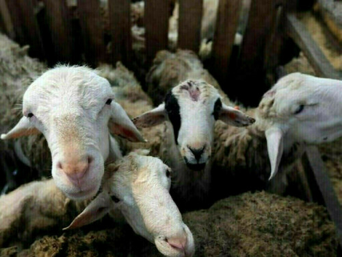 ایس آئی ایف سی بمقابلہ ای سی سی