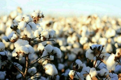 کپاس کی پیداوار میں تیزی سے کمی کا انکشاف کپاس کی پیداوار میں تیزی سے کمی کا انکشاف