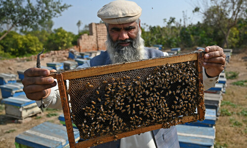 Plan B: Pakistan beekeepers widen pursuit of flowers